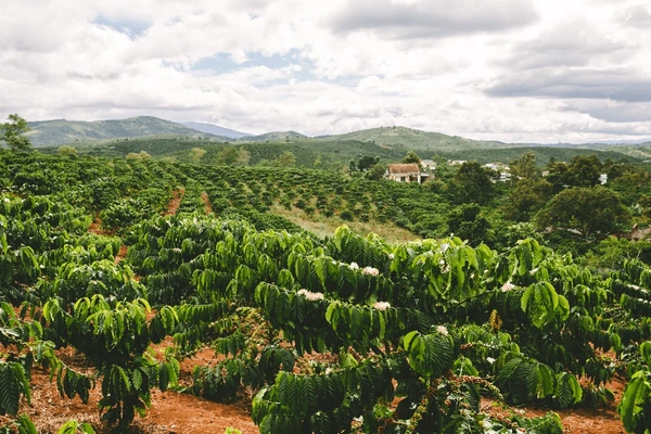 مزارع قهوه روبوستا در منطقه دالات ویتنام